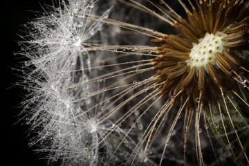 Dandelion fluff seeds and water drops in close up