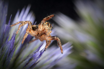 Jumping spider on the blue Sea holly flower