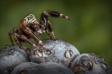 Jumping spider on the Blackberry
