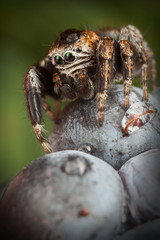 Jumping spider on the Blackberry