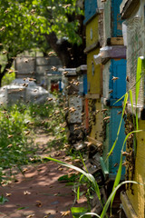 Preparing the bees for the winter.