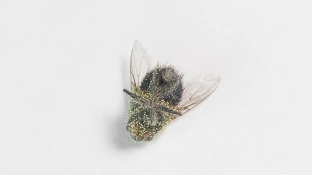 Dead fly with eggs of larva on the rotating table