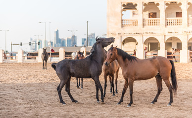 arabic horses in qatar 