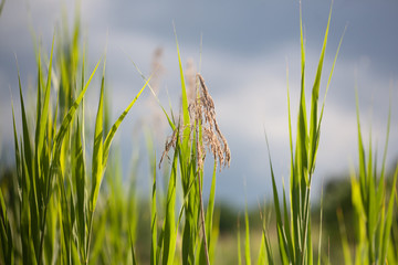 Tall Grass on a Cloudy Summer Day