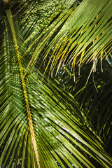Obraz na płótnie Canvas coconut tree leaves background