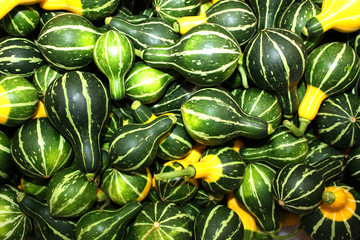 Green striped pumpkins