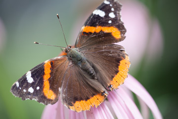 Red Admiral Butterfly family nymphaldae