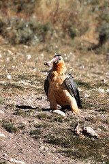 The bearded vulture (Gypaetus barbatus), also known as the lammergeier or ossifrage on the feeder swallows huge bone. Typical feeding behavior of the lammergeier.