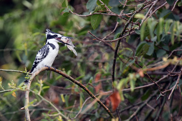 The pied kingfisher (Ceryle rudis) Sitting on a thorny branch of acacia.Black and white river kingfisher with fish on the beak.