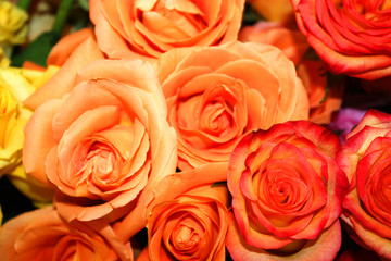 Orange roses.