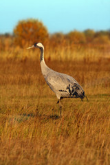 The common crane (Grus grus), also known as the Eurasian crane on the evening light