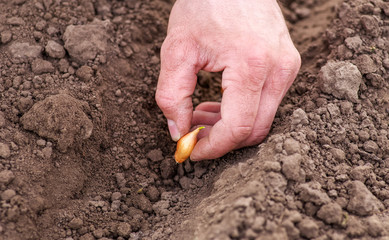 Close-up planting onions in row