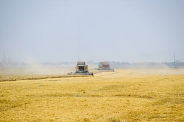 Naklejka premium Harvesting wheat with a combine harvester.