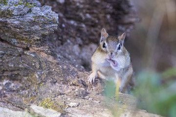 Funny eastern chipmunk in autumn