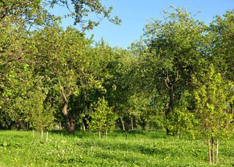 Apple garden at summer.
