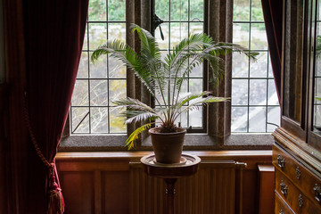 Indoors plants in front of bright window