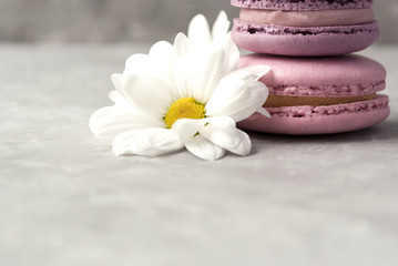 Fototapeta na wymiar White flower and pink macaroons or macarons on grey background.