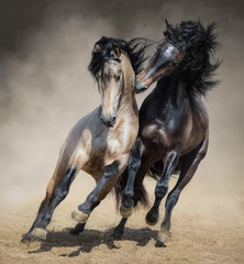 Red-gray Spanish stallion play with dun Spanish stallion - obrazy, fototapety, plakaty