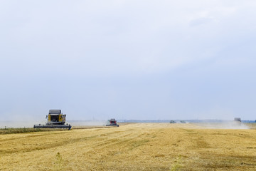 Harvesting wheat with a combine harvester.