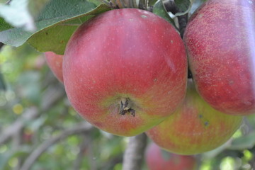Apple. Grade Jonathan. Apples are red. Winter grade. Garden. Farm. Fruits apple on the branch. Apple tree. Agriculture. Close-up. Horizontal photo