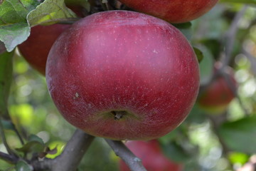 Apple. Grade Jonathan. Apples are red. Winter grade. Growing fruits. Garden. Apple tree. Agriculture. Close-up. Horizontal photo