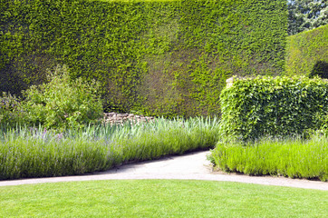 Summer garden with flowering lavender along a path towards tall trimmed hedge and wall covered by ivy . - 194033054