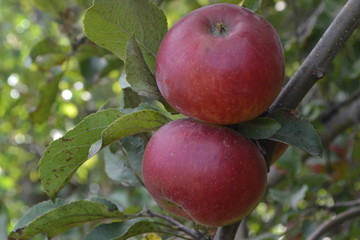 Apple. Grade Jonathan. Apples are red. Winter grade. Growing fruits. Garden. Farm. Apple tree. Agriculture. Close-up. Horizontal