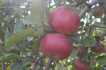 Apple. Grade Jonathan. Apples are red. Winter grade. Growing fruits. Garden. Farm. Fruits apple on the branch. Apple tree. Close-up. Horizontal photo