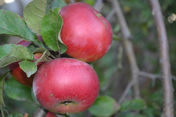 Apple. Grade Jonathan. Apples average maturity. Fruits apple on the branch. Agriculture. Growing fruits. Garden. Farm. Close-up. Horizontal photo