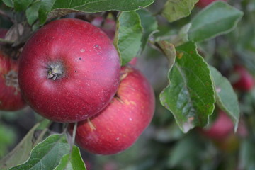 Apple. Grade Jonathan. Apples average maturity. Fruits apple on the branch. Apple tree. Agriculture. Garden. Farm. Close-up. Horizontal photo
