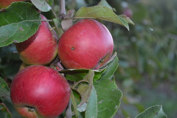 Apple. Grade Jonathan. Apples average maturity. Fruits apple on the branch. Apple tree. Agriculture. Garden. Farm. Close-up. Horizontal