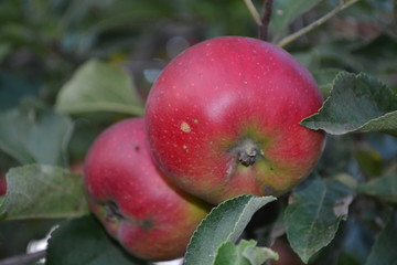 Apple. Grade Jonathan. Apples average maturity. Fruits apple on the branch. Apple tree. Agriculture. Growing fruits. Garden. Farm. Close-up. Horizontal