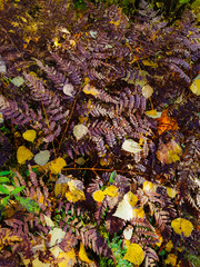 Fall leaves background