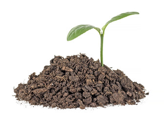 New sprout and dirt isolated on white background