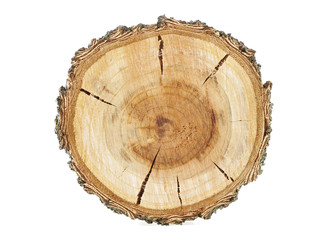 Cross section of tree trunk isolated on white background. Apricot tree.