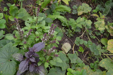 Basil. Garden plants. Spice. Italian Cuisine. Bushes basil. View from above. horizontal photo