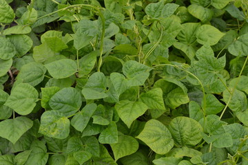 Beans. Phaseolus. Bean leaf. Garden. Field. Beans growing in the garden. Growing. Close-up. Horizontal photo
