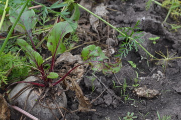 Beet growing in the vegetable garden. Beta vulgaris. Beet. Garden, field, farm. Photos of nature. Horizontal