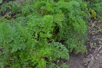 Carrot. Daucus. carrot leaves. Carrots growing in the garden. Field. growing vegetables. Agriculture. Horizontal photo