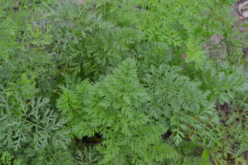 Carrot. Daucus. carrot leaves. Carrots growing in the garden. Garden. Field. Agriculture. Horizontal