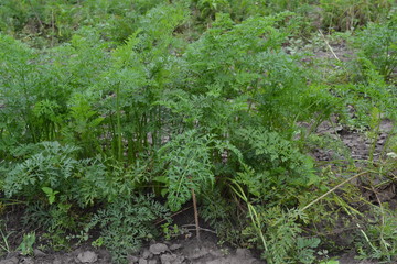 Carrot. Daucus. carrot leaves. Carrots growing in the garden. Garden. Field. growing vegetables....