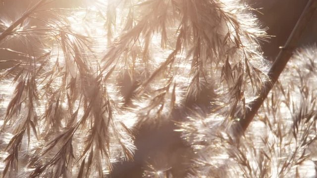 warm mood reed life and dream