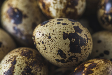 Quail egg, close-up - macro. Idea for the Easter card