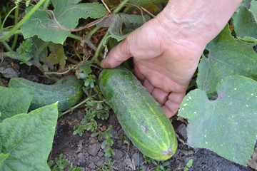 Obraz premium Cucumber. Cucumis sativus. The fruits of cucumber. Cucumber growing in the garden. Hand. Garden. Field. Cultivation of vegetables. Agriculture. Horizontal photo