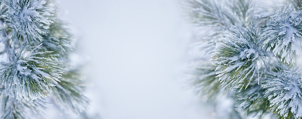 Christmas decoration banner. Snowy pine branch under snow 