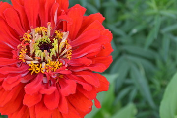 Flower major. Zinnia elegans. Flower bright red. Close-up. Garden. Field. Floriculture. Large flowerbed. Horizontal