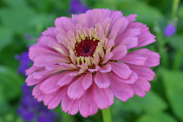 Flower major. Zinnia elegans. Flower pale pink. Close-up. On blurred background. Garden. Field. Floriculture. Large flowerbed. Horizontal photo