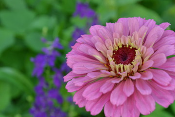 Obraz premium Flower major. Zinnia elegans. Flower pale pink. Close-up. On blurred background. Garden. Field. Floriculture. Large flowerbed. Horizontal