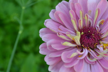 Flower major. Zinnia elegans. Flower pale pink. Close-up. On blurred background. Garden. Field. Large flowerbed. Horizontal photo