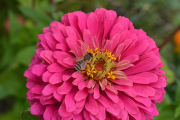 Obraz premium Flower major. Zinnia elegans. Flower pink. Bee. close-up. Garden. Field. Floriculture. Horizontal